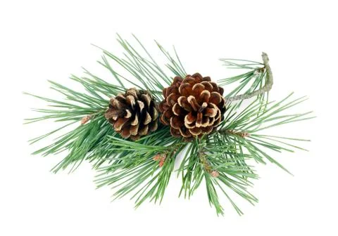 Fir tree branches with cones isolated on white background. Winter holidays de Stock Photos