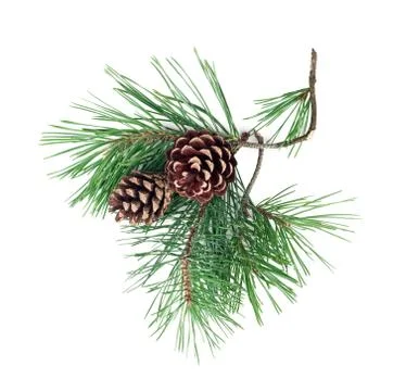 Fir tree branches with cones isolated on white background Stock Photos