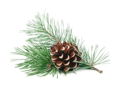 Fir tree branches with cones isolated on white background Stock Photos