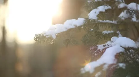 Fir tree branches in contre-jour with a bit snow falling Stock Footage 10595411