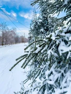 Fir tree branches covered in ice and snow after freezing rain winter landscap Stock Photos