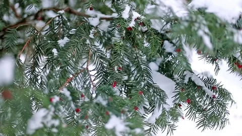 Fir tree branches covered with snow.  Stock Footage 73780271