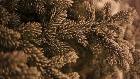 Fir tree branches covered with snow.  Stock Footage 73780416