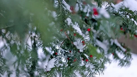 Fir tree branches covered with snow.  Stock Footage 74313133