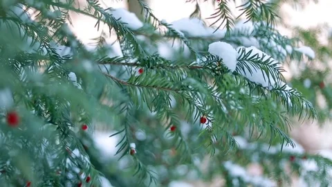 Fir tree branches covered with snow.  Stock Footage 75841497
