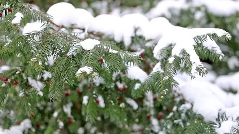 Fir tree branches covered with snow.  Stock Footage 75841566