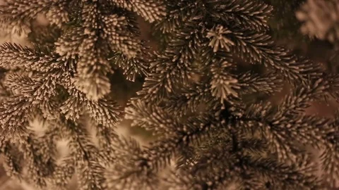 Fir tree branches covered with snow. Stock Footage 78771124