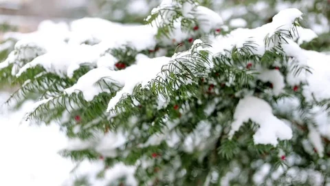 Fir tree branches covered with snow. 스톡 동영상 78771483