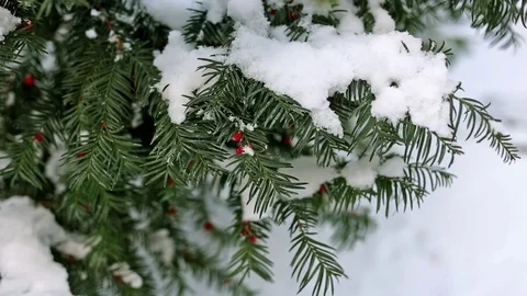 Fir tree branches covered with snow. Stock Footage 80066799