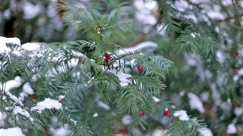 Fir tree branches covered with snow. Stock Footage 82441952