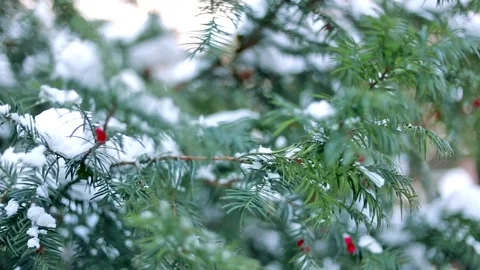 Fir tree branches covered with snow. Video stock 106722738