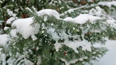 Fir tree branches covered with snow. Stock Footage 119846360