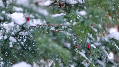 Fir tree branches covered with snow. Stock Footage 119846401