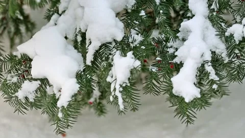 Fir tree branches covered with snow. Stock Footage 119846412