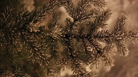 Fir tree branches covered with snow. Stock Footage 119847863