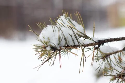 Fir tree branches covered with snow. Winter forest. Christmas and new year ba Stock Photos