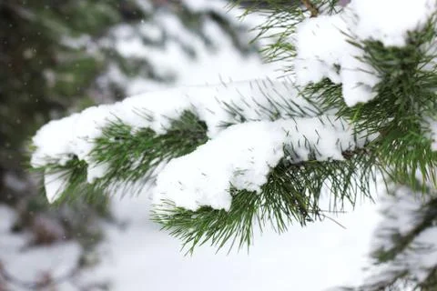 Fir tree branches covered with snow. Winter forest. Christmas and new year ba Stock Photos