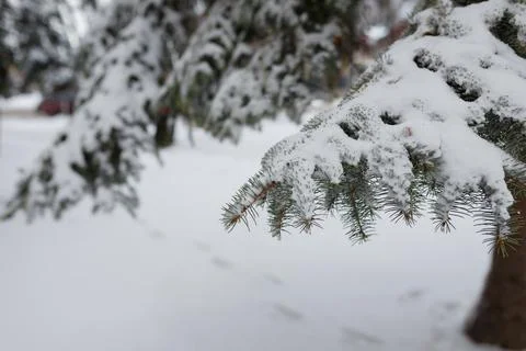 Fir tree branches covered with snow at winter day. Stock Photos