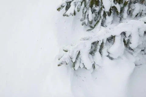 Fir tree branches covered with snow at winter day. Close up, copy space. Stock Photos