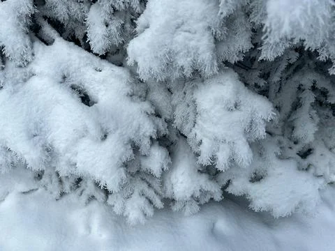 Fir tree branches covered with snow mobile photo Stock Photos