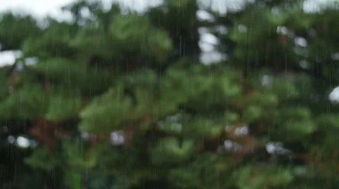 Fir tree branches during rain Stock Footage 58380623