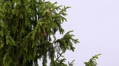 Fir tree branches with fir cones moving in the wind. Fir tree in stormy weather Stock Footage 76812156