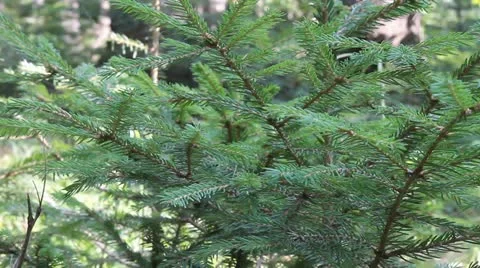 Fir tree branches Stock Footage 12051337