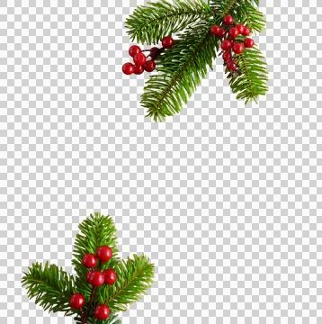 Fir tree branches frame isolated png on transparent background . Cutout object.  Stock Photos