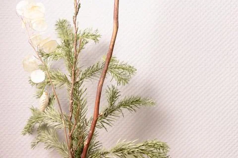 Fir tree branches in front of gray wall. Stock Photos