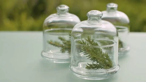Fir tree branches in glass jars Stock Footage 137246834