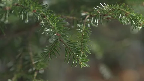 Fir tree branches with green needles, forest detail Stock Footage 331036133
