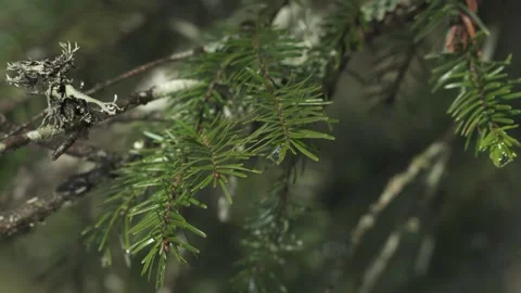 Fir tree branches with green needles, forest detail Stock Footage 331036201