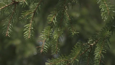 Fir tree branches with green needles, forest detail Stock Footage 331036209