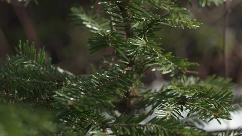 Fir tree branches with green needles, forest detail Stock Footage 331036210