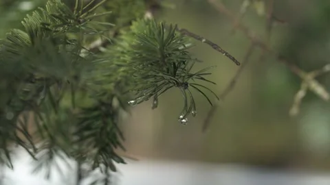Fir tree branches with green needles, forest detail Video stock 331036211