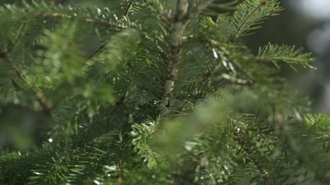Fir tree branches with green needles, forest detail Stock Footage 331036265