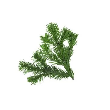 Fir tree branches isolated on white background for Christmas, New Year or winter Stock Photos