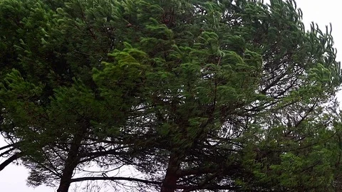 Fir tree branches with long leaves needles bend in a strong wind Stock Footage 122075920
