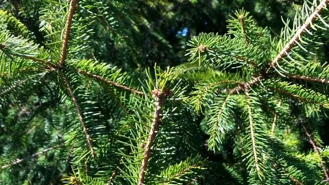 Fir tree branches in motion, close up view. Stock Footage 120140096