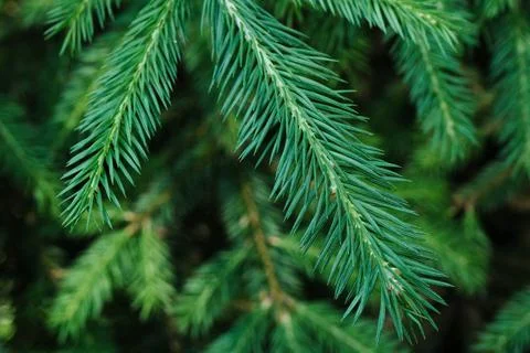 Fir-tree branches pattern closeup, pine tree outdoor in the spring forest Stock Photos