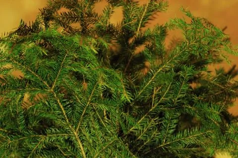 Fir-tree branches Stock Photos
