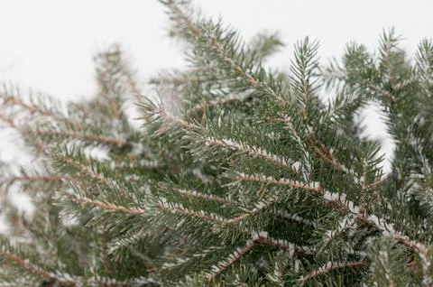 Fir Tree branches Stock Photos