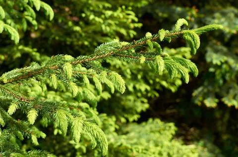 Fir tree branches Stock Photos