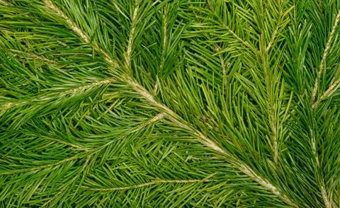 Fir tree branches Foto stock