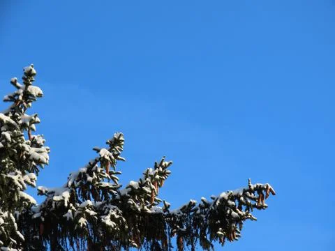 Fir tree branches Stock-Fotos