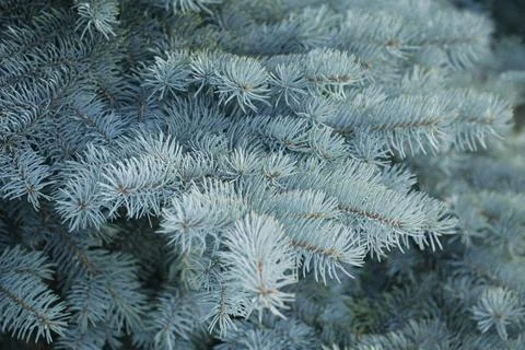 Fir Tree Branches Stock Photos