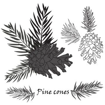 Fir tree branches with pine cone on white background Stock Illustration