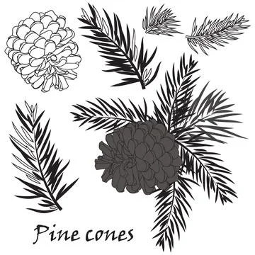 Fir tree branches with pine cone on white background Stock Illustration