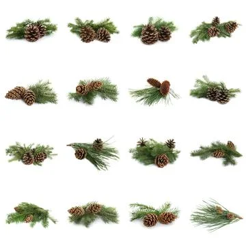 Fir tree branches with pinecones on white background, collage Stock Photos