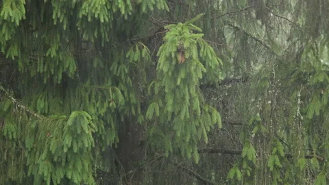 Fir tree branches in the rain Stock Footage 104878381